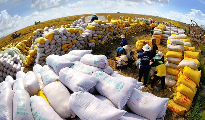 Vietnam transforms rice industry as its low-emission rice gains global traction