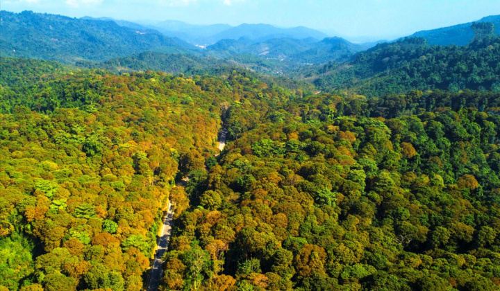 Tạo nguồn thu mới để đầu tư vào công tác quản lý, bảo vệ và phát triển rừng