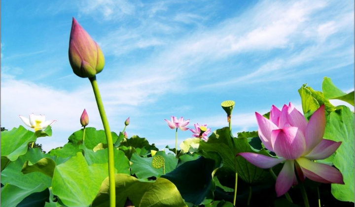 Báo chí góp phần tích cực vào sự phát triển và hội nhập của đất Sen hồng