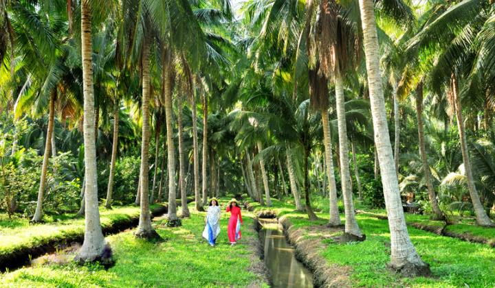 Bến Tre: Vượt thách thức, ngành dừa Bến Tre tìm hướng đi bền vững