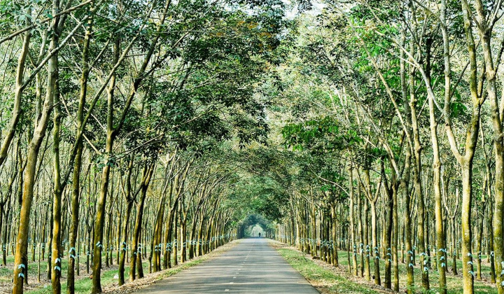 Tập đoàn Công nghiệp Cao su Việt Nam: Bản Anh hùng ca vang vọng thế kỷ