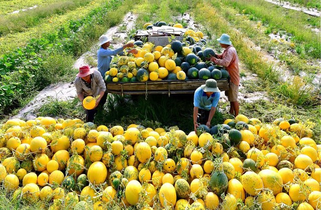 Vĩnh Long: Đột phá tổ chức, hướng tới phát triển sinh thái và bền vững trong ngành nông nghiệp