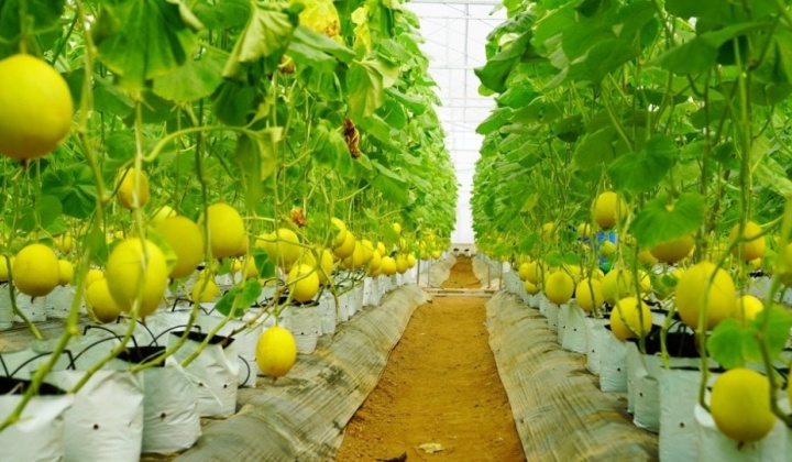 Tự hào nông thôn mới xứ Thanh: Vững bước từ nền tảng truyền thống
