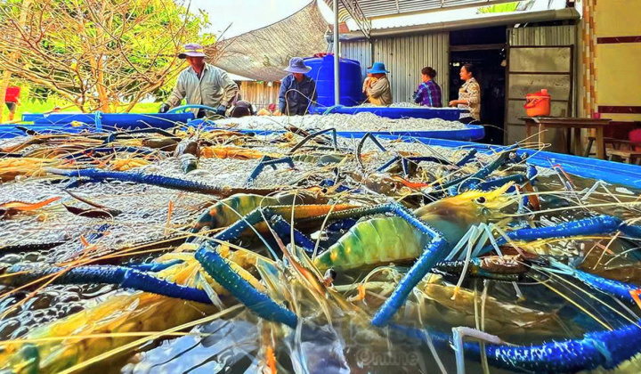 Tôm Cà Mau hướng đến thị trường toàn cầu