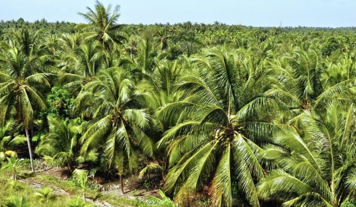 Hành trình đưa dừa Vĩnh Long vào chuỗi giá trị toàn cầu