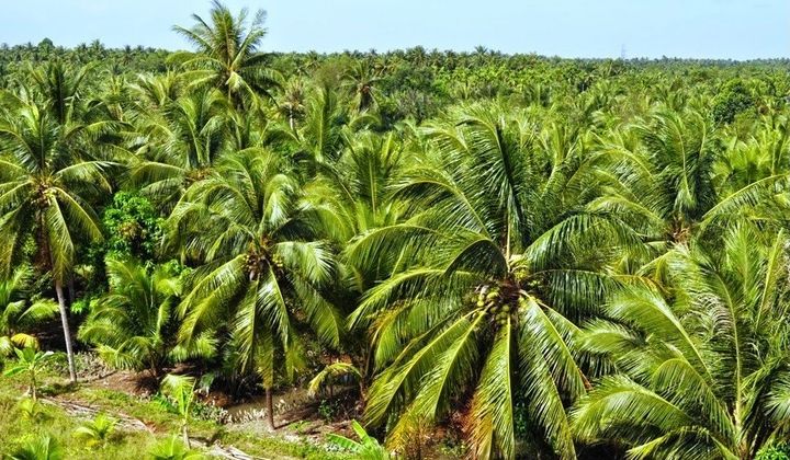 Hành trình đưa dừa Vĩnh Long vào chuỗi giá trị toàn cầu