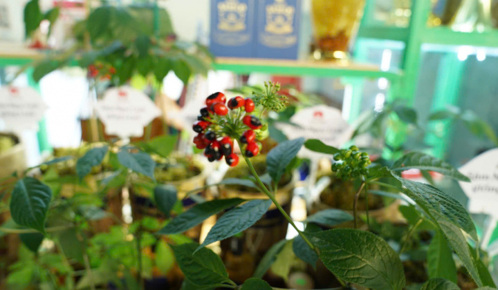 Đà Nẵng: Sâm Ngọc Linh tạo “sức bật” ở các xã miền núi