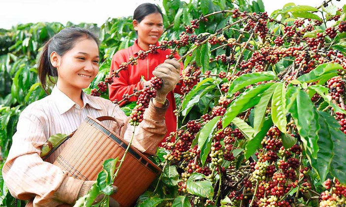 Cà phê Ia Grai: Phát huy vai trò Đảng bộ, nâng cao năng suất và chăm lo đời sống người lao động
