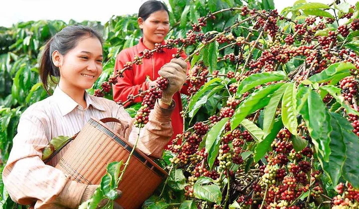 Cà phê Ia Grai: Phát huy vai trò Đảng bộ, nâng cao năng suất và chăm lo đời sống người lao động