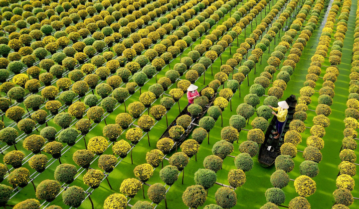 Liên kết quảng bá làng hoa Mỹ Phong cùng làng hoa Sa Đéc – Hướng đi đúng đắn trong xây dựng thương hiệu hoa kiểng vùng ĐBSCL