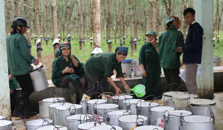 Từ "đất lửa" đến "rừng vàng": Hành trình của những người làm cao su Quảng Trị