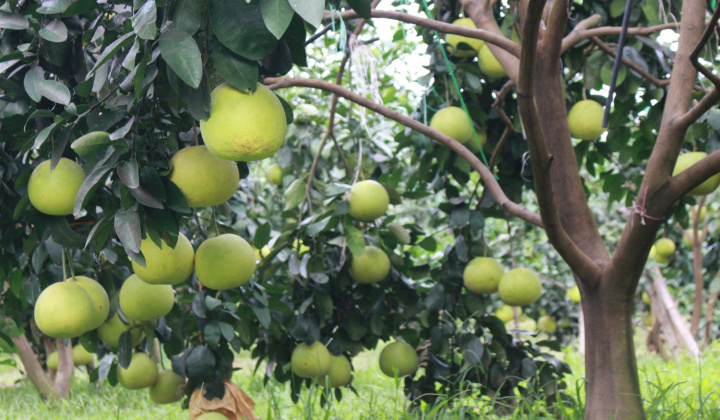 Hà Tĩnh: Xúc tiến thương mại tiêu thụ bưởi Phúc Trạch sản xuất đạt tiêu chuẩn hữu cơ