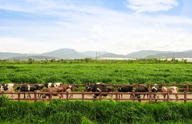 Phát triển bền vững: Bệ phóng cho hành trình vươn tầm quốc tế của Vinamilk