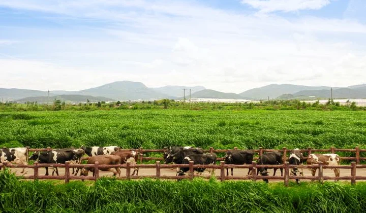 Phát triển bền vững: Bệ phóng cho hành trình vươn tầm quốc tế của Vinamilk