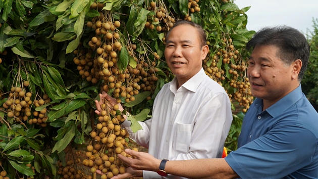 Giống nhãn Ánh Vàng 205 khẳng định thương hiệu trên thị trường quốc tế