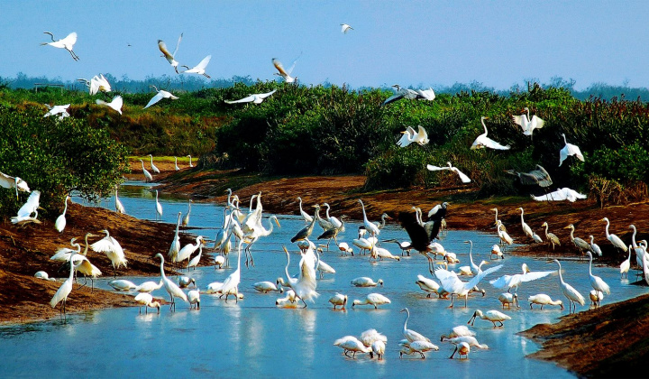 Vườn quốc gia Xuân Thủy trở thành Công viên Di sản ASEAN: Bước tiến mới trong hợp tác bảo tồn khu vực