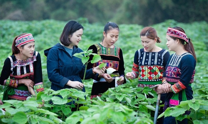 Kiện toàn Ban Chỉ đạo quốc gia về kinh tế tập thể