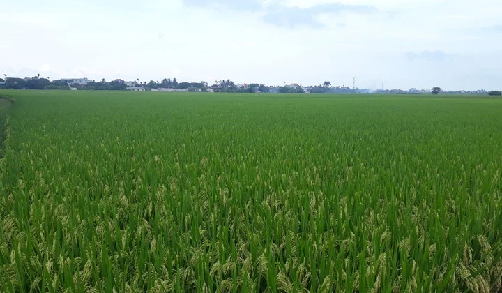 Thái Bình chuyển mục đích sử dụng 33,3 ha đất trồng lúa để thực hiện dự án đường Long Hưng
