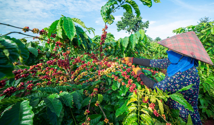 Nông nghiệp Chư Pưh: Tái cơ cấu theo chiều sâu, tạo động lực tăng trưởng bền vững