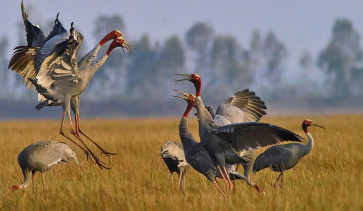 Du lịch Đồng Tháp – Đòn bẩy giúp người dân vươn lên làm giàu