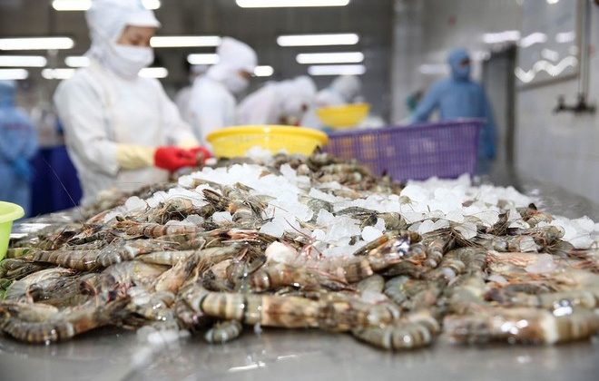 Xuất khẩu tôm Việt Nam sang EU: Kết quả tích cực và yêu cầu chuyển đổi mang tính căn cơ
