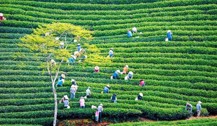 Phát triển kinh tế tập thể trở thành động lực quan trọng cho tăng trưởng bền vững
