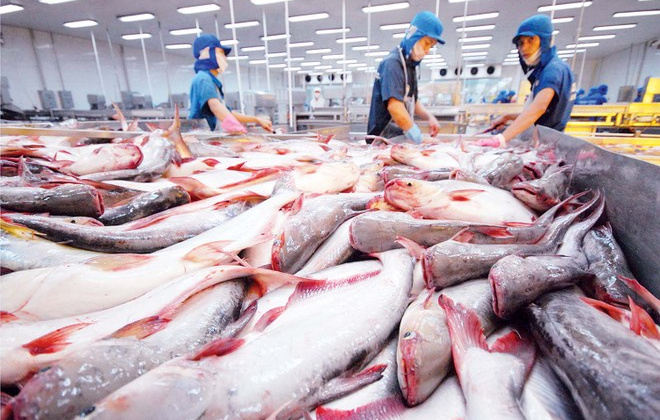 Nắm bắt thời cơ, thúc đẩy ngành cá tra phát triển bền vững và nâng cao vị thế trên thị trường quốc tế