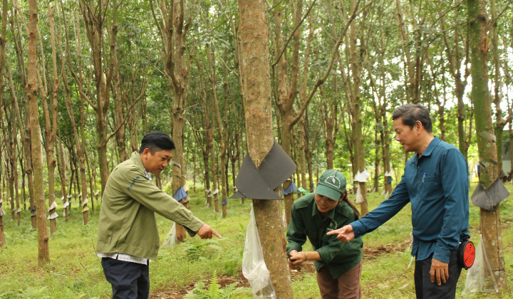 Cao su Quảng Trị trên đường “chiến thắng”