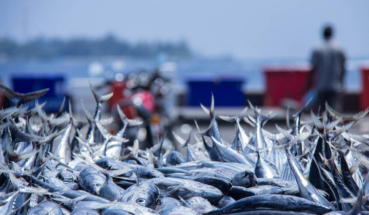 Quy định chi tiết một số điều và biện pháp thi hành Luật Thủy sản