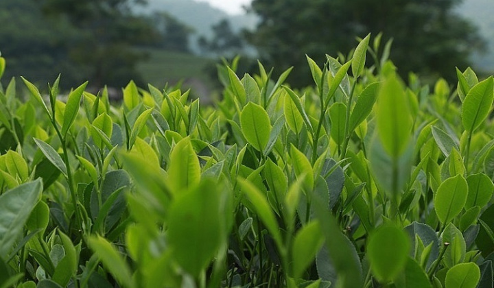 Chè Việt tăng tốc đầu năm 2026: Nhịp hội nhập mới trên thị trường toàn cầu