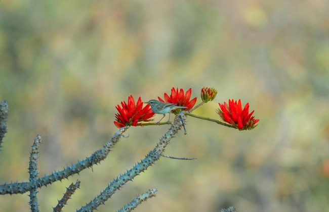 Mùa hoa tháng 3 và bản đồ trải nghiệm cảnh quan từ Bắc tới ‘nóc nhà Nam Bộ'