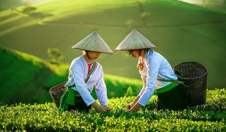 Kinh tế tập thể 2026: Tăng tốc chuyển đổi số, nâng tầm năng lực cạnh tranh hợp tác xã