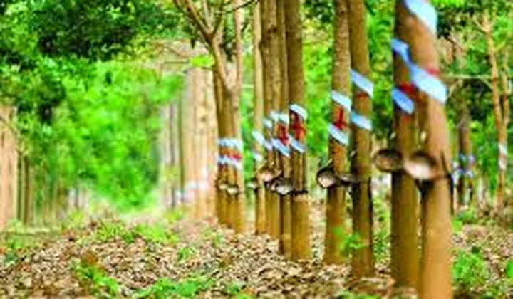 Tập đoàn Công nghiệp Cao su Việt Nam tái cấu trúc mô hình hoạt động, tạo dư địa cho tăng trưởng bền vững