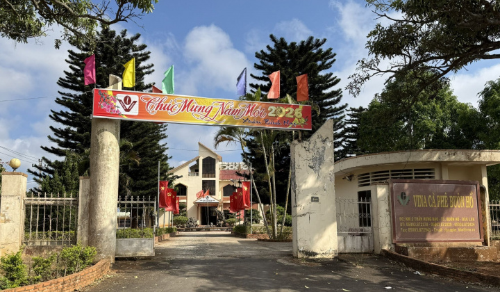 Nửa thế kỷ vun bồi “vàng xanh”: Hành trình bền bỉ của Công ty Cà phê Buôn Hồ trước ngưỡng cửa phát triển mới