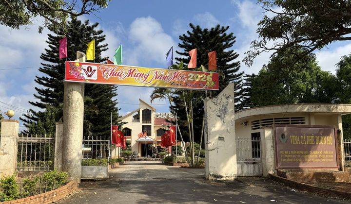 Nửa thế kỷ vun bồi “vàng xanh”: Hành trình bền bỉ của Công ty Cà phê Buôn Hồ trước ngưỡng cửa phát triển mới