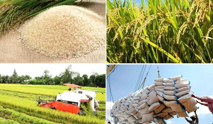 Low-emission rice paves the way for higher-value rice exports