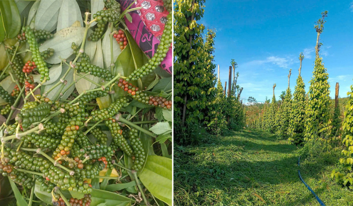 Tiêu Tùng Linh: Định hình chuỗi giá trị hồ tiêu xuất khẩu
