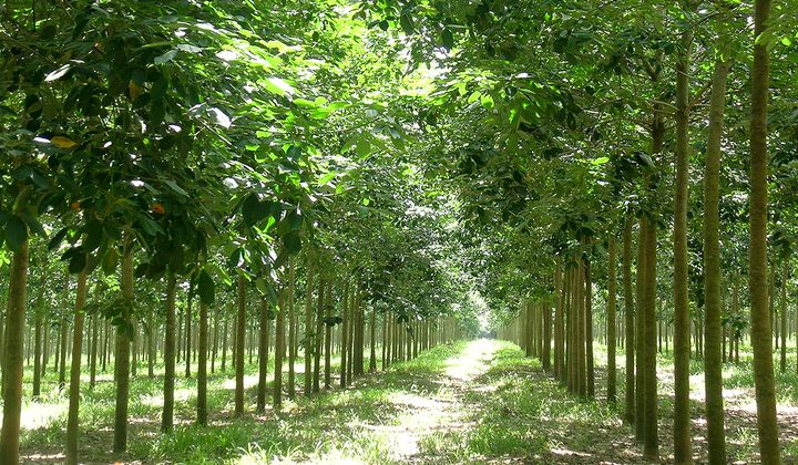 Đảng bộ Tập đoàn công nghiệp cao su Việt Nam: “Xương sống” của hành trình phát triển toàn diện