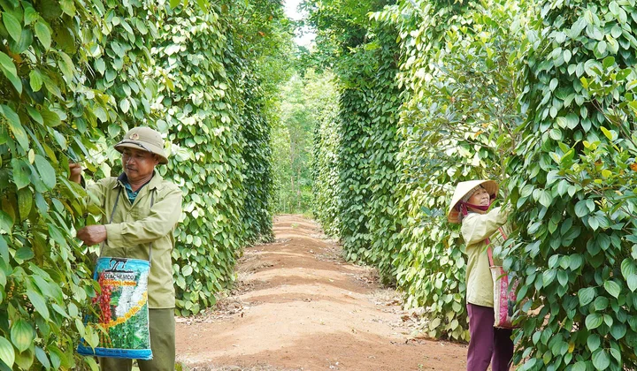 Cam Lộ phát triển nông nghiệp hàng hóa theo hướng chuyên canh, bền vững