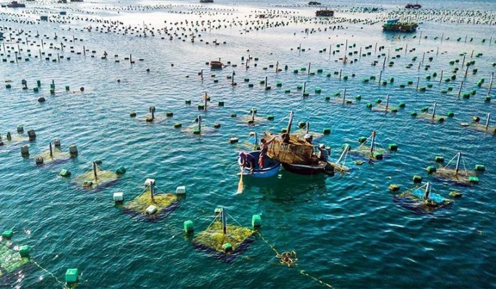 Phát triển vùng nuôi thủy sản tập trung: Hướng đi chiến lược cho kinh tế nông nghiệp hiện đại