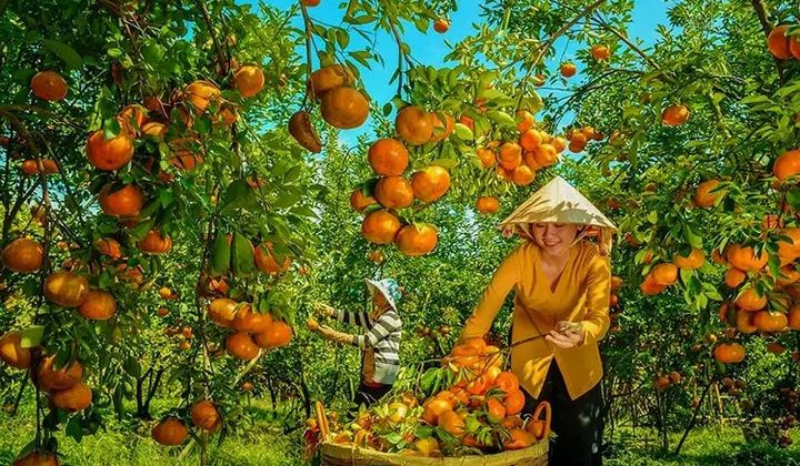 Lễ hội Trái cây Đồng Tháp 2026: Nâng tầm giá trị “miền trái ngọt”