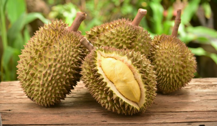 Đắk Lắk vào mùa sầu riêng: Điểm hẹn mới của du lịch nông nghiệp