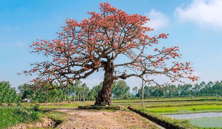 Nơi lưu giữ ký ức làng Đông Khê (xã Hoằng Giang, Thanh Hoá): Cây Gạo cổ thụ trở thành Di sản