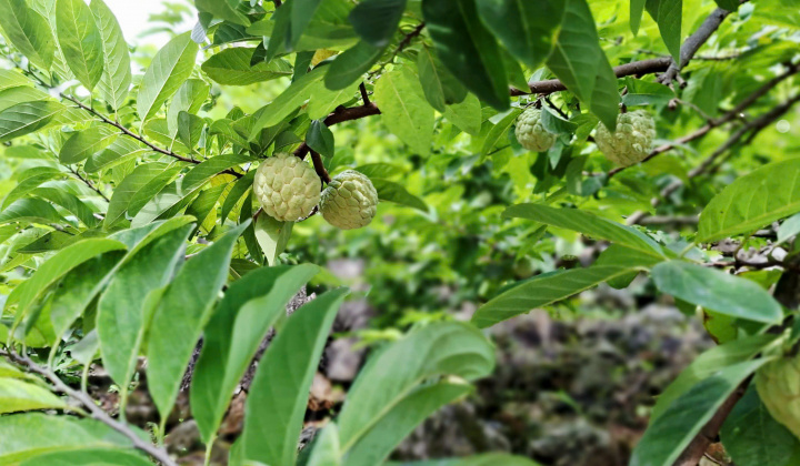 Thái Nguyên đẩy mạnh xúc tiến thương mại, nâng cao giá trị nông sản địa phương