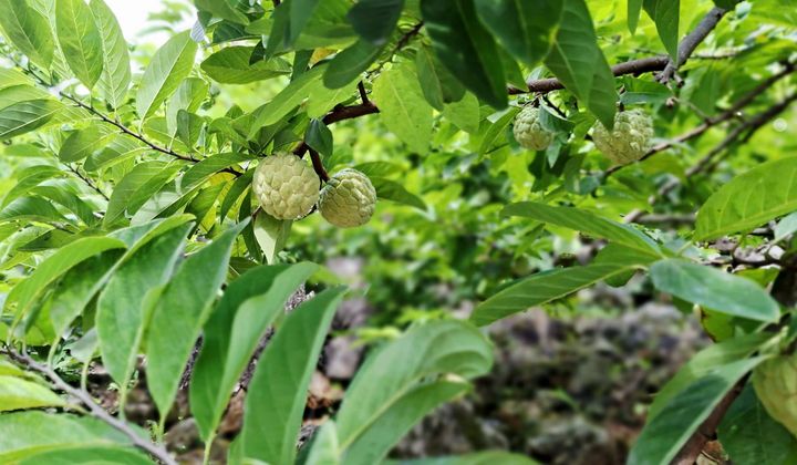 Thái Nguyên đẩy mạnh xúc tiến thương mại, nâng cao giá trị nông sản địa phương