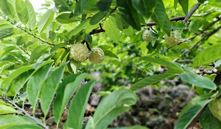 Thái Nguyên đẩy mạnh xúc tiến thương mại, nâng cao giá trị nông sản địa phương