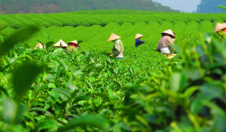 Trà Thái Nguyên: Từ “Đệ nhất danh trà” đến thương hiệu mang tầm quốc tế