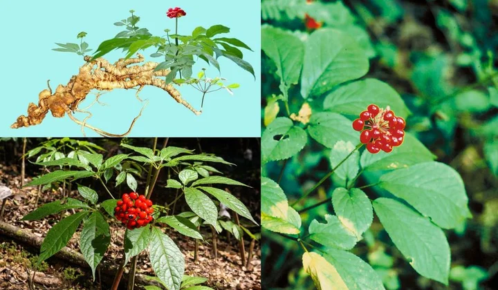 Kinh tế dưới tán rừng: biến lợi thế sinh thái thành động lực phát triển bền vững