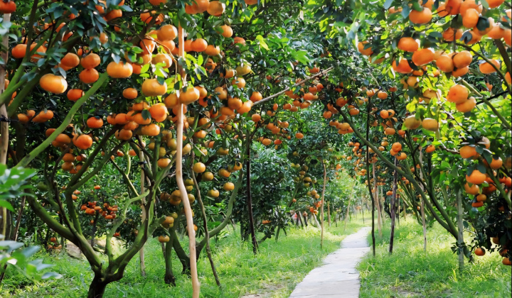 Rau quả Việt Nam trước cơ hội bứt phá: Gỡ điểm nghẽn để mở rộng không gian xuất khẩu