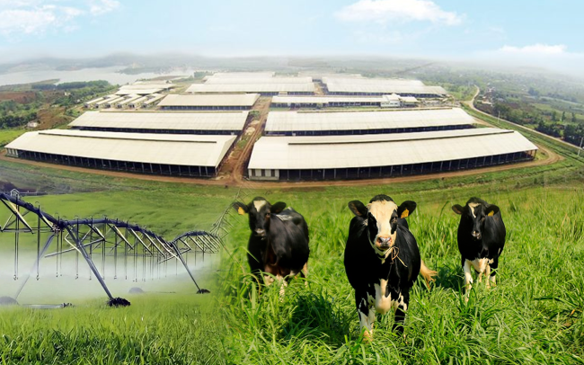 Những điểm nhấn làm nên chất lượng hàng đầu của sữa tươi sạch TH true MILK